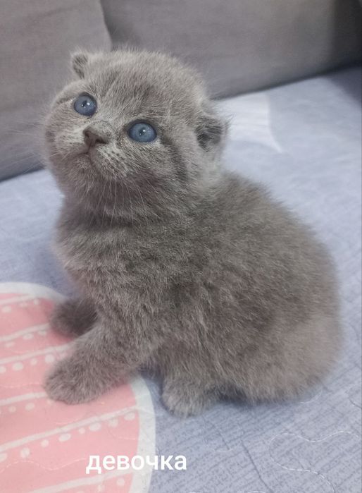 Скоттиш фолд девочка