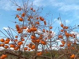 Kaki diferite soiuri