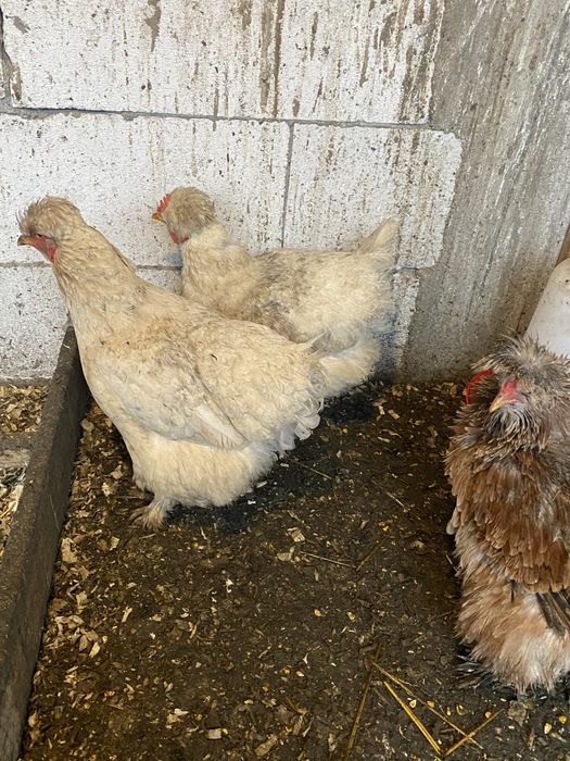 Oua incubat gaini motate incaltate cu oua verzi