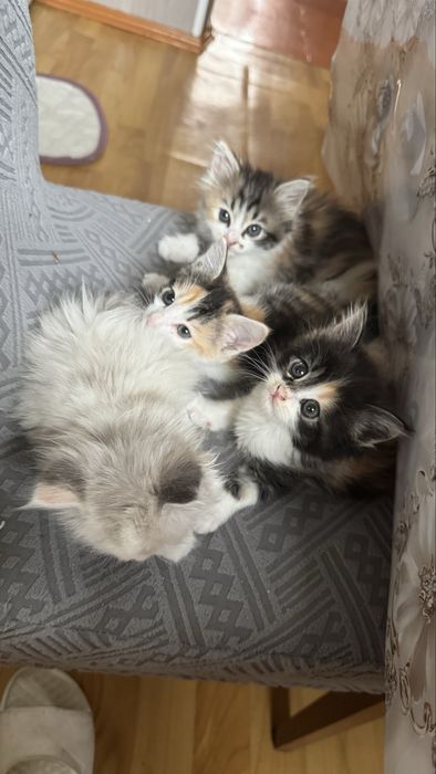 Котята в добрые руки!!!