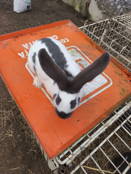 Vând masculi fluture