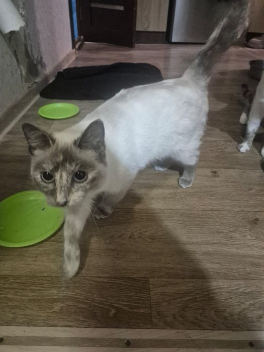 Кошечка в хорошие руки