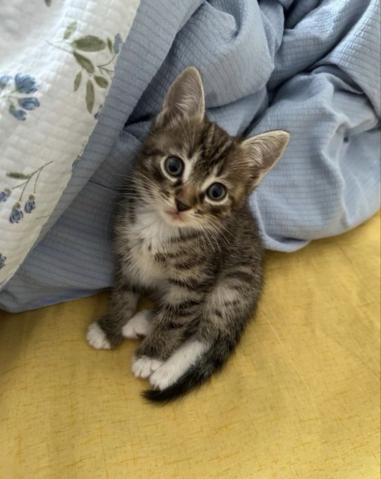 2 котика, британцы