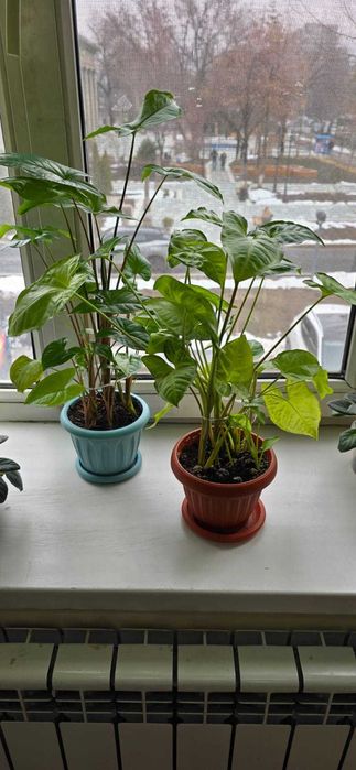 Продам комнатное растение Сингониум