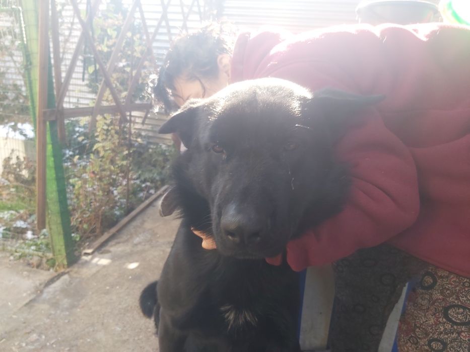 Продаются чистокровные щенки немецкой овчарки.