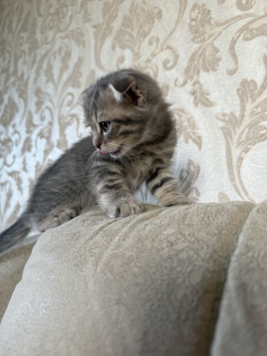 Продаются котята вислоухие. Мальчик и девочка. Возраст 1,5 месяца