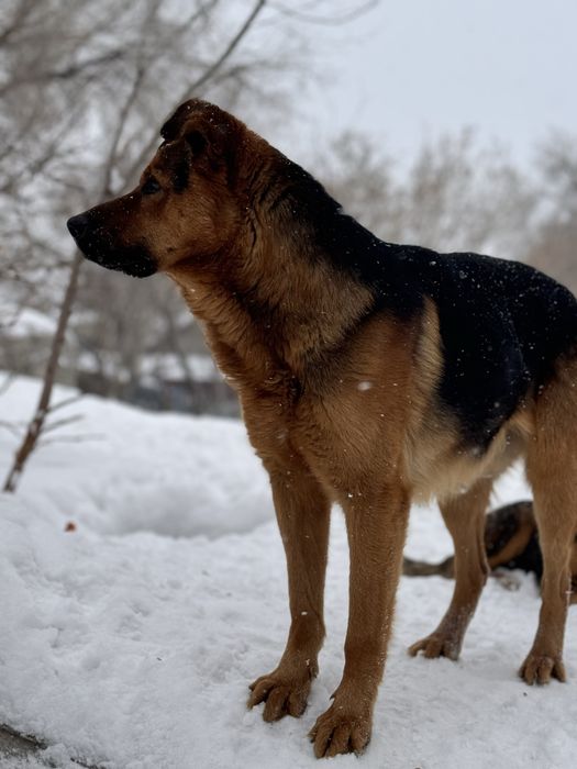 Найдена породистая собака