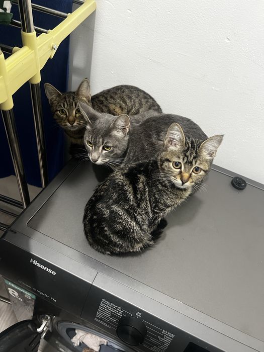 Коты в хорошое руки, домашние