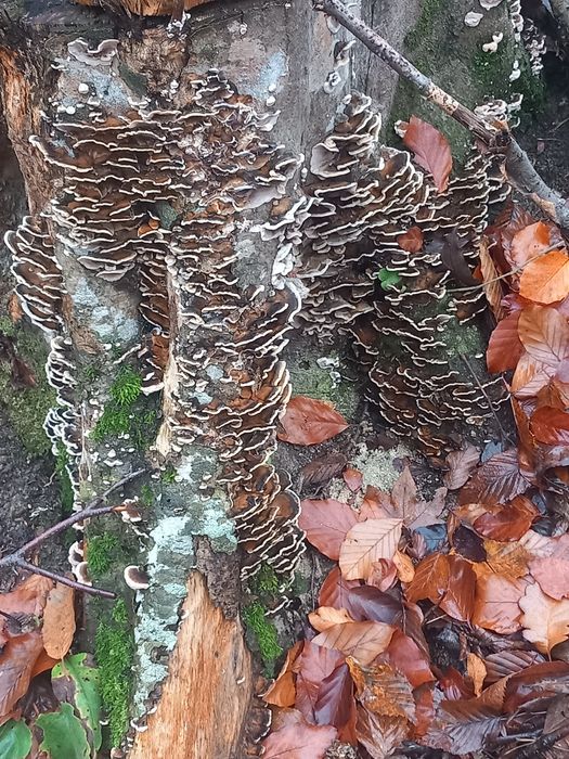 Ciuperci medicinale coada curcanului