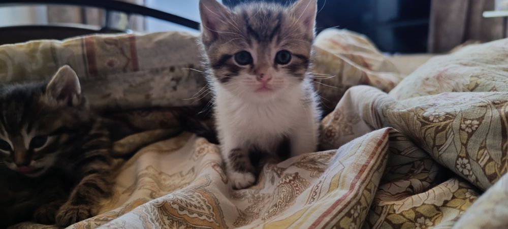 Отдам котяток в добрые руки