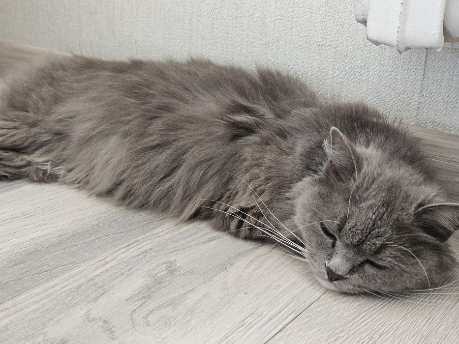 Отдам кошку в хорошие руки