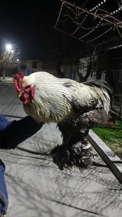 Xo'roz петух.              ,