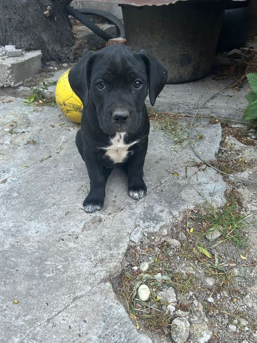 Disponibil pt doritori