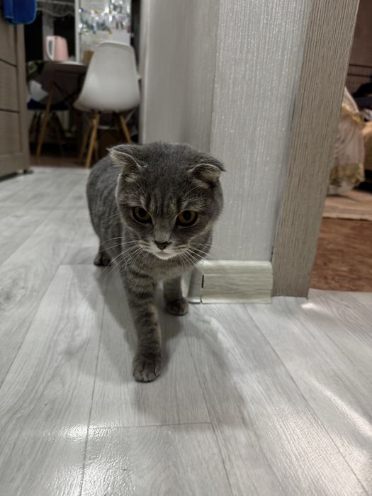 Продается кошечка