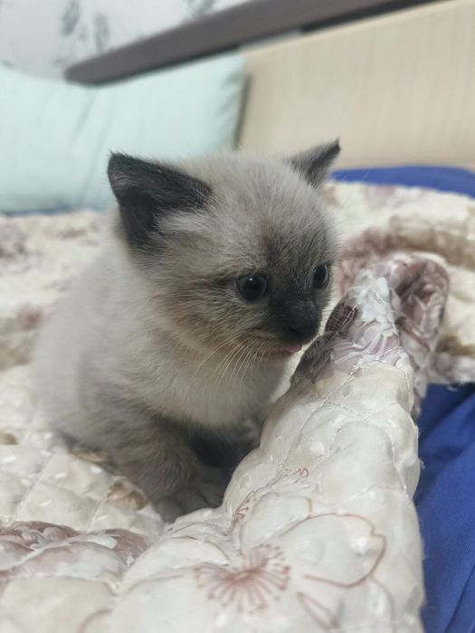 Отдам котенка в добрые руки