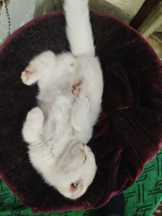 Mushuk sotiladi Scottish fold