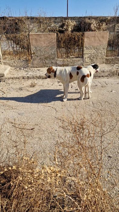 Продам  Щенков Алабая, бронирование