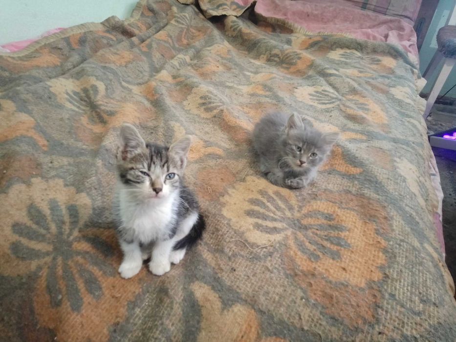 Подарявам котенца