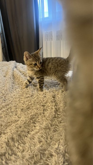 Котики отдам даром