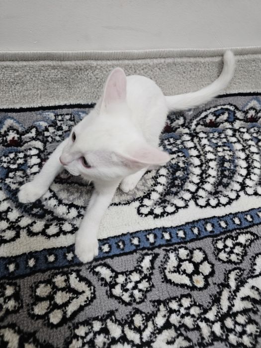 Yaxshi qo'llarga beraman