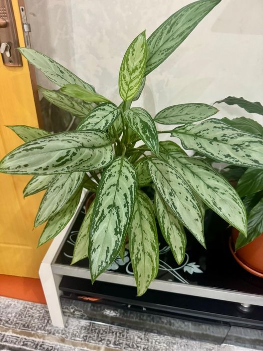 Комнатные цветы 3000, 5000 тг