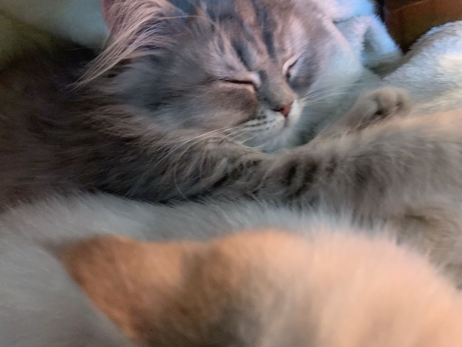 Котята 5 месяцев, Британцы