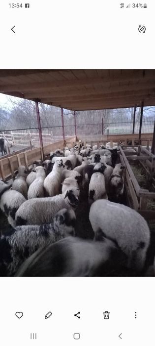 Vând miei pentru Paște. 40 lei kg carcasa