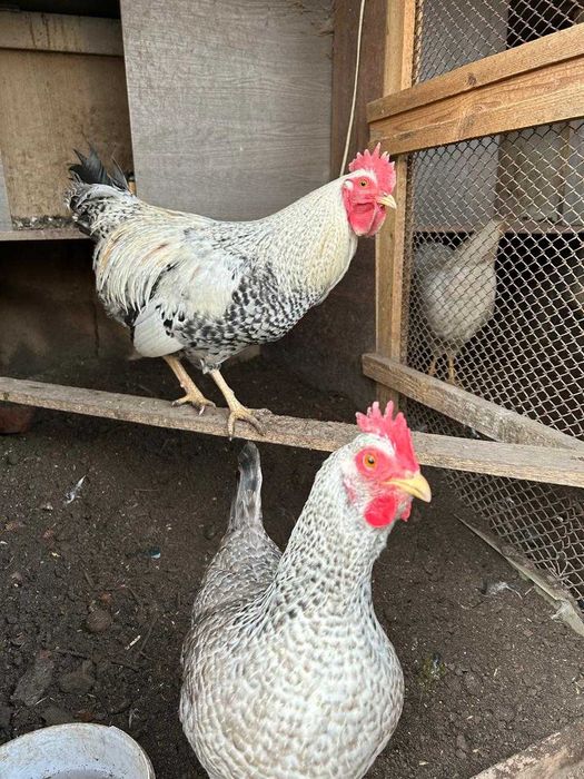 Продам петух + курица породы Борковская