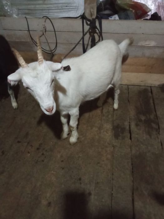 Продаются козы дойни