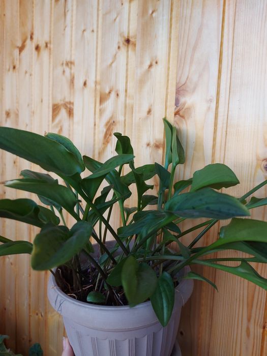 Дримиопсис пятнистый