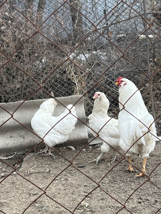 Продам семью амераукана