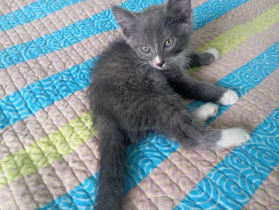 Отдам котят в добрые руки