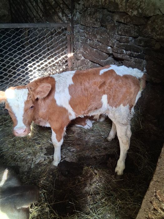 Vand doi vitei baltati