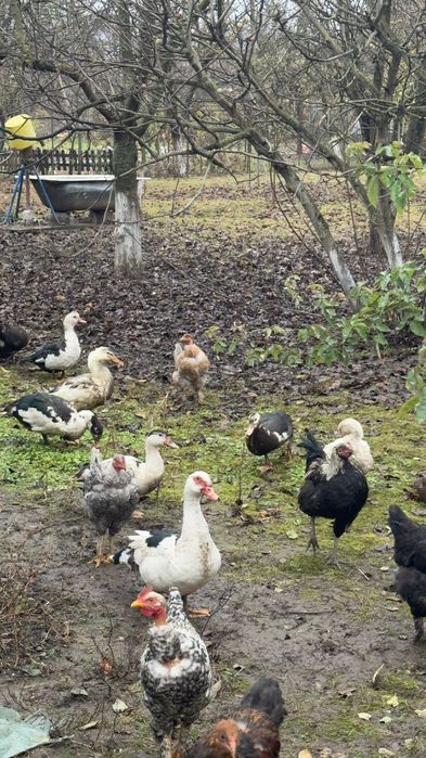 Vând rate .Crescute cu porumb și viermi