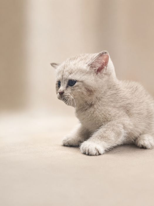 Котята серебристой шиншиллы ищут дом (продаются!)