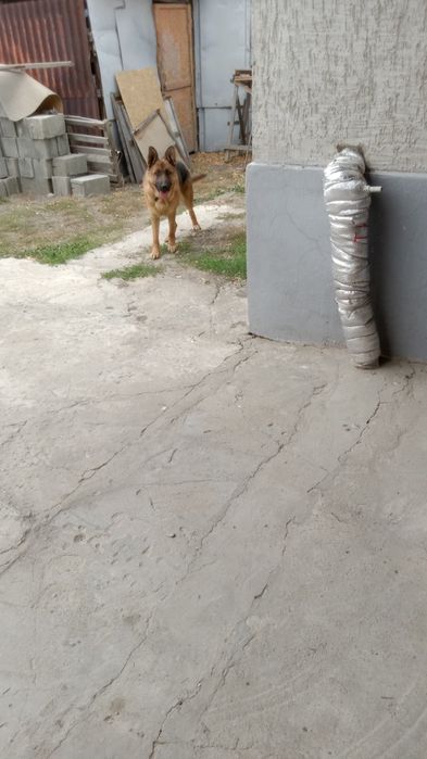 Омен овчарка немецкий породы