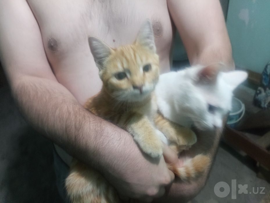 Обдам в хорошие руки