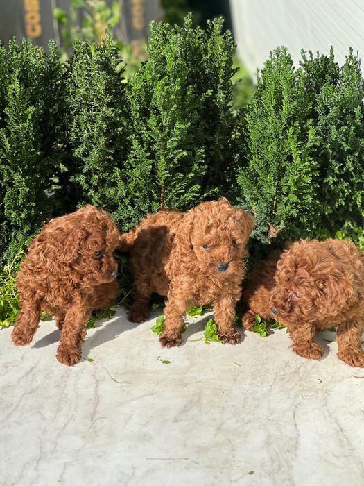 Пудел Той/Poodle Toy