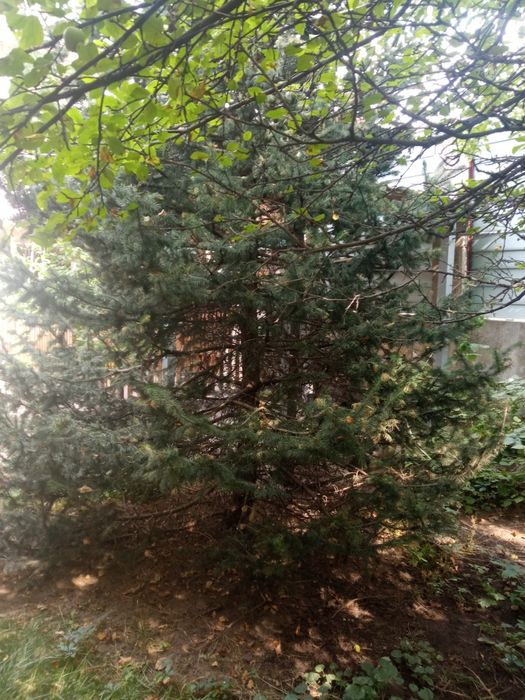 Ель обыкновенная