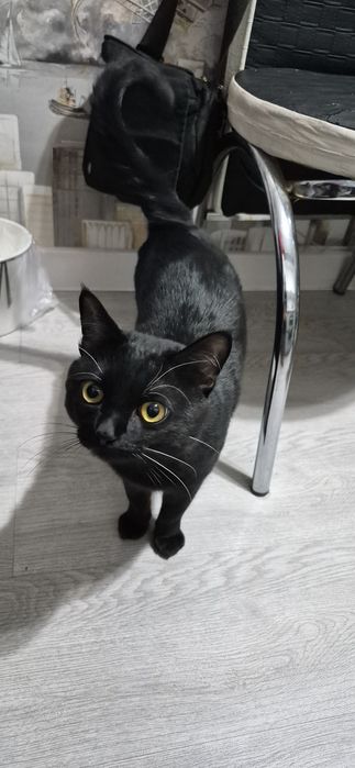 Отдам в добрые руки котят