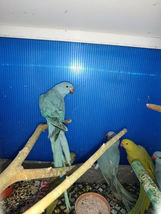 Малък Александър