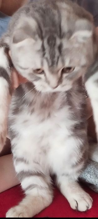 Продам котенка девочка  британская