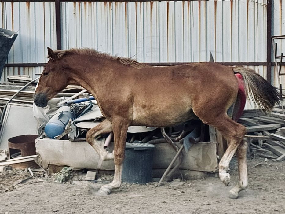 Жылқы семіз тай жабагы
