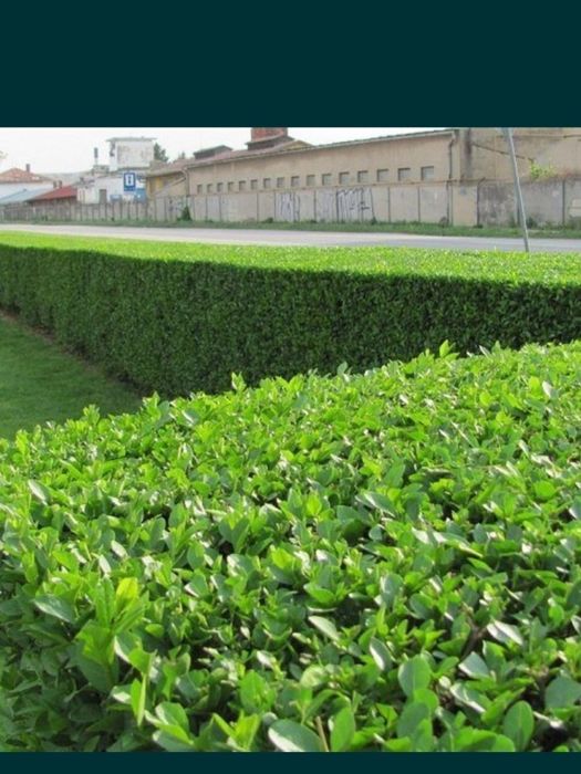 Ligustrum vulgare (lemn cainesc)