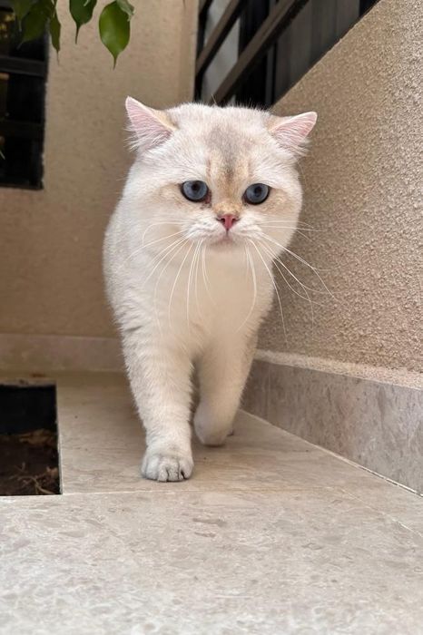 Вязка кошак Mushuk chatishtirish