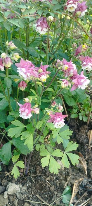 Флоксы и Аквилегия