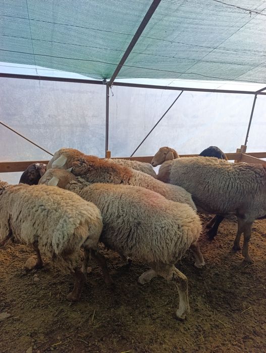 Arashan hissori qozi qoʼchqorla sotiladi