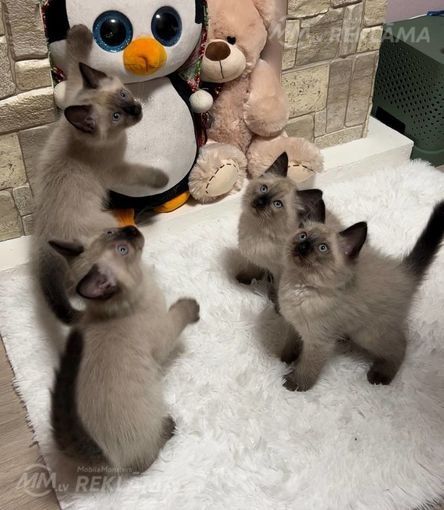 Siamskiy chiroyli vafodor mushukchalari