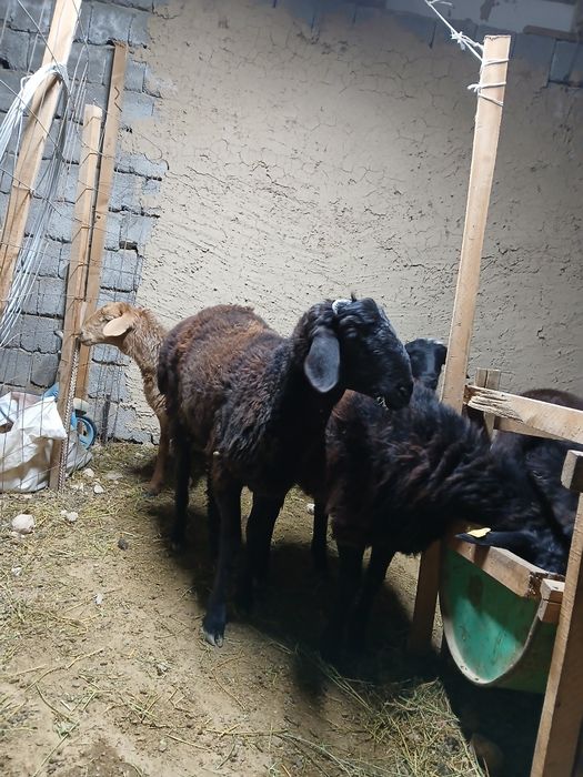 Семиз токтылар сатылады