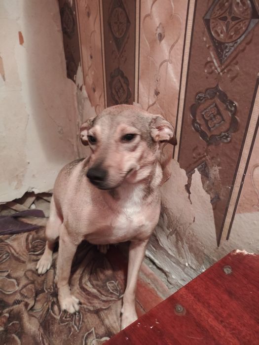 Собака желает охранять